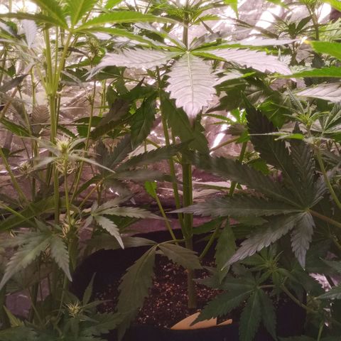 AK 420 growlog timeline photo