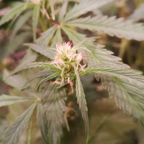 Gelato Auto #2 growlog timeline photo
