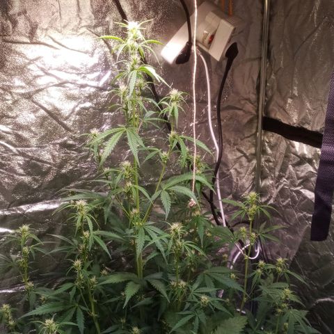 Gelato Auto #2 growlog timeline photo