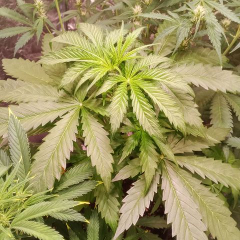 AK 420 growlog timeline photo