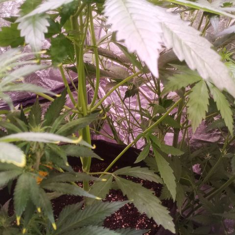 AK 420 growlog timeline photo