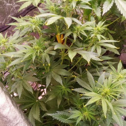 Gelato Auto #1 growlog timeline photo
