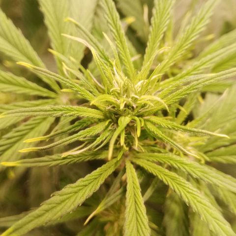 Gelato Auto #1 growlog timeline photo