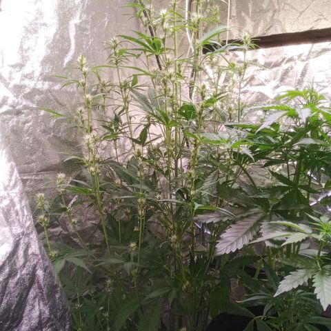 Gelato Auto #2 growlog timeline photo