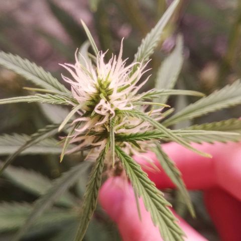 Gelato Auto #2 growlog timeline photo
