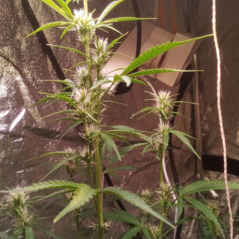 Gelato Auto #2 growlog timeline photo