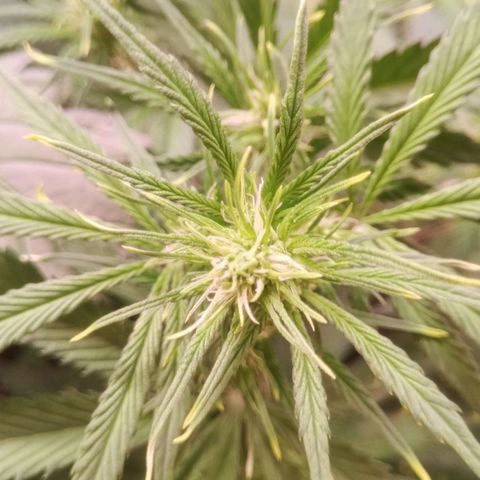 Gelato Auto #1 growlog timeline photo