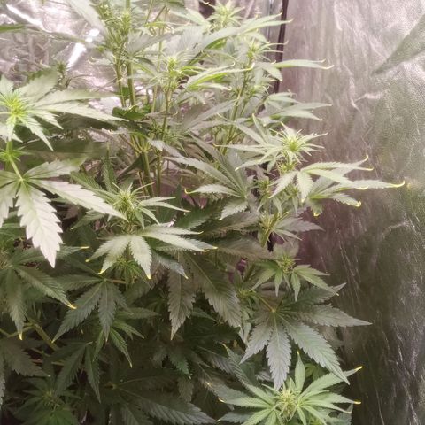 Gelato Auto #1 growlog timeline photo