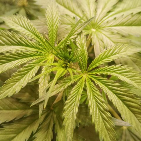 AK 420 growlog timeline photo