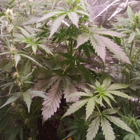 AK 420 growlog timeline photo