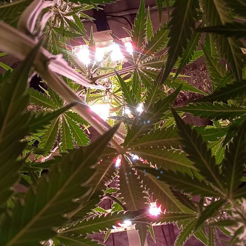 Gelato Auto #2 growlog timeline photo