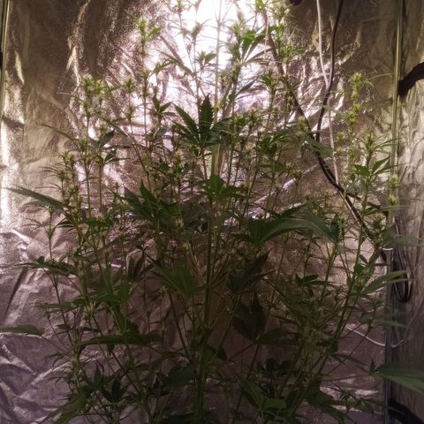 Gelato Auto #2 growlog timeline photo