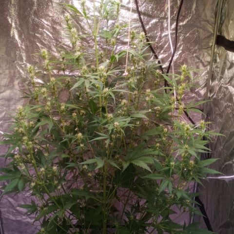 Gelato Auto #2 growlog timeline photo