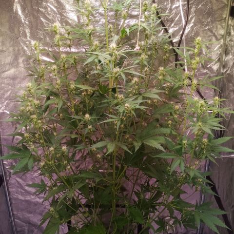 Gelato Auto #2 growlog timeline photo