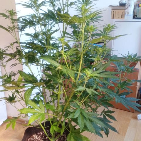 Gelato Auto #1 growlog timeline photo