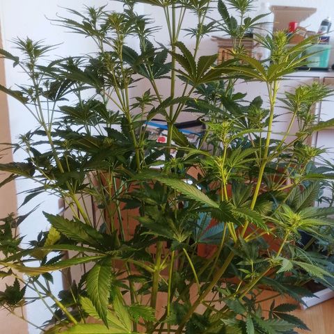 Gelato Auto #1 growlog timeline photo