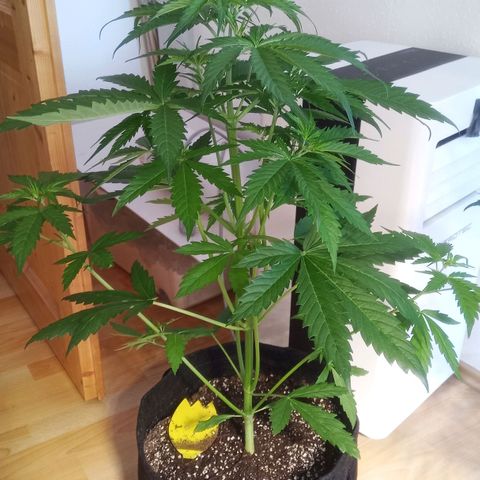 AK 420 growlog timeline photo