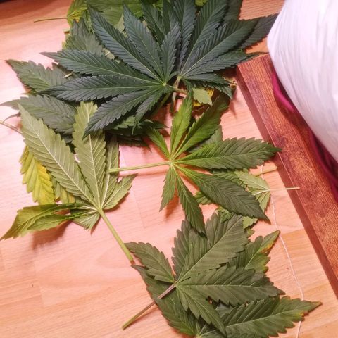 AK 420 growlog timeline photo