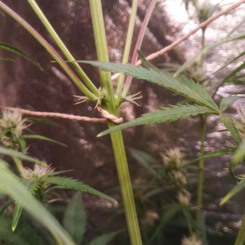 Gelato Auto #2 growlog timeline photo
