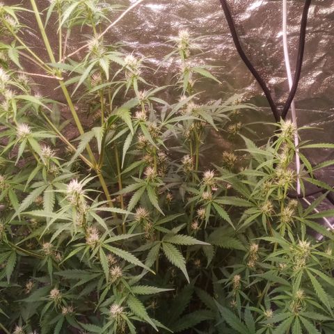 Gelato Auto #2 growlog timeline photo