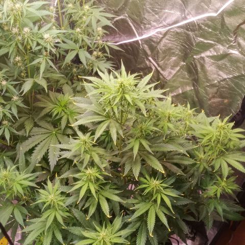 Gelato Auto #1 growlog timeline photo