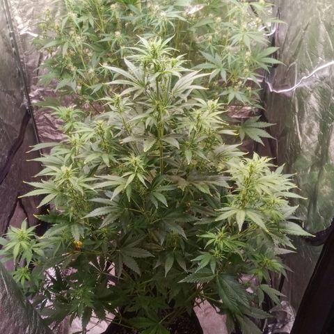 Gelato Auto #1 growlog timeline photo