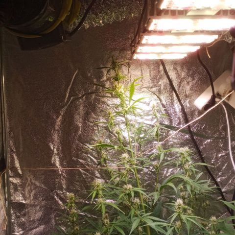 Gelato Auto #2 growlog timeline photo