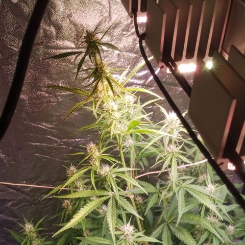 Gelato Auto #2 growlog timeline photo
