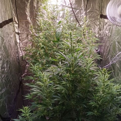 AK 420 growlog timeline photo