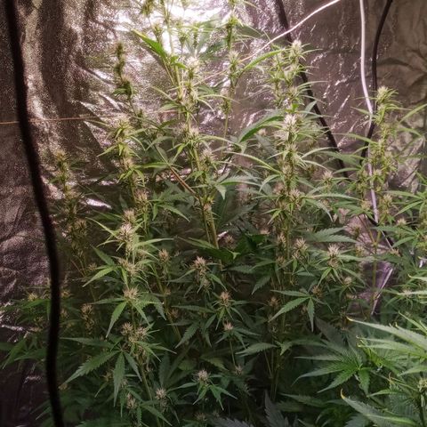 Gelato Auto #2 growlog timeline photo