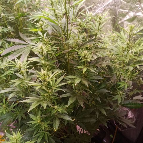 Gelato Auto #1 growlog timeline photo