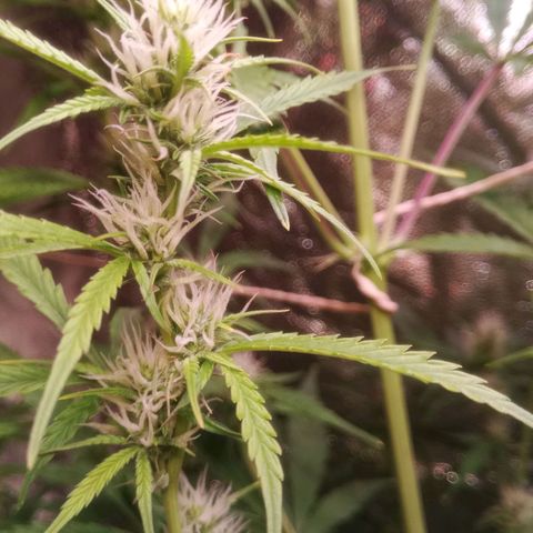 Gelato Auto #2 growlog timeline photo