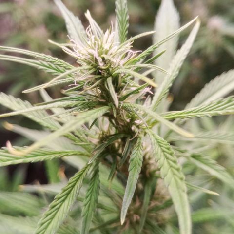 Gelato Auto #1 growlog timeline photo