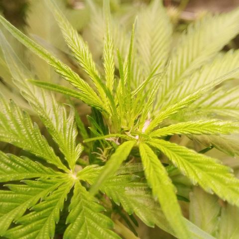 AK 420 growlog timeline photo