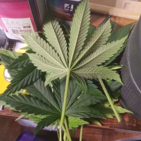 AK 420 growlog timeline photo