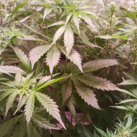 AK 420 growlog timeline photo