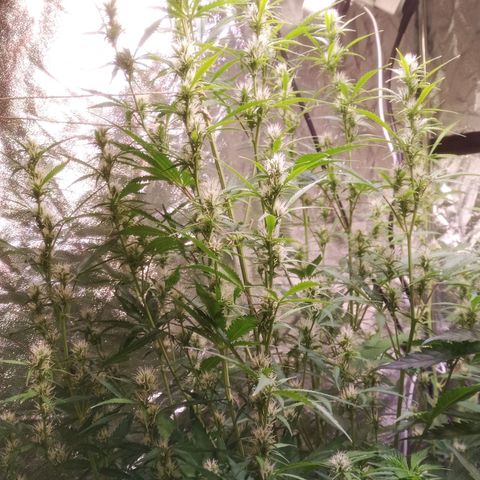 Gelato Auto #2 growlog timeline photo