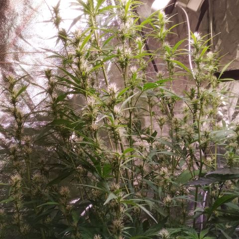 Gelato Auto #2 growlog timeline photo
