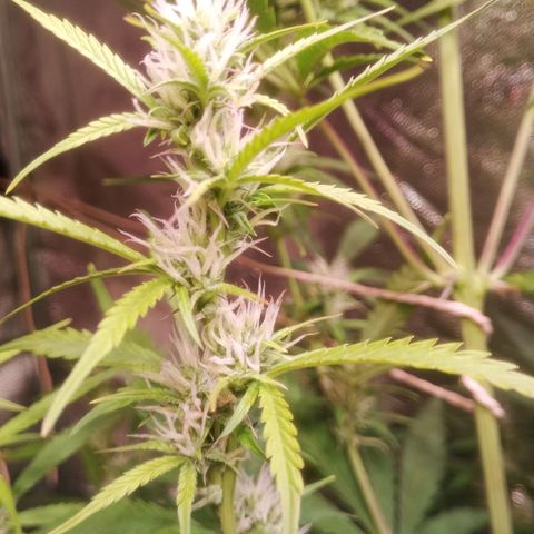 Gelato Auto #2 growlog timeline photo