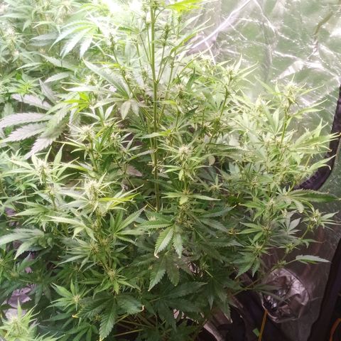 Gelato Auto #1 growlog timeline photo