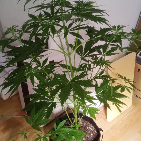 AK 420 growlog timeline photo