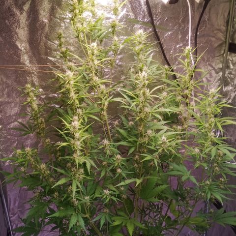 Gelato Auto #2 growlog timeline photo