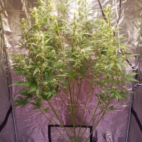 Gelato Auto #2 growlog photo: Bitte nicht Zwittern, DANKE!