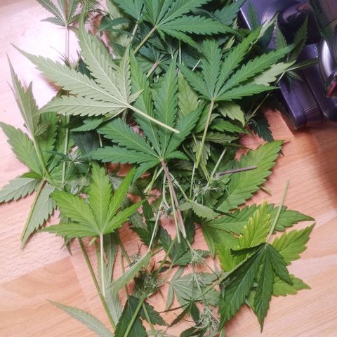 Gelato Auto #2 growlog photo: Bitte nicht Zwittern, DANKE!