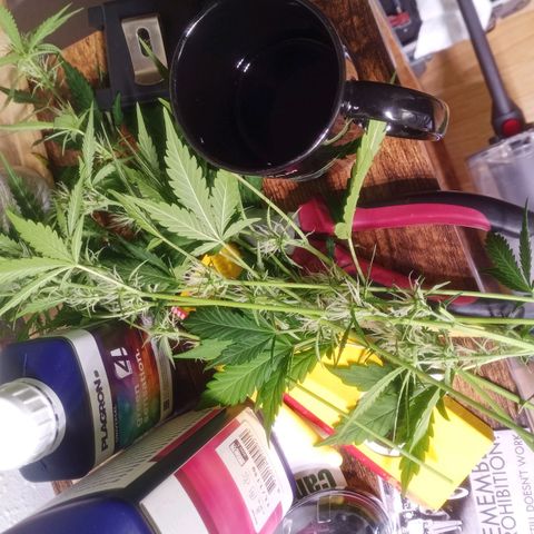 Gelato Auto #2 growlog photo: Bitte nicht Zwittern, DANKE!