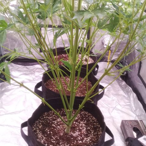 Gelato Auto #1 growlog timeline photo