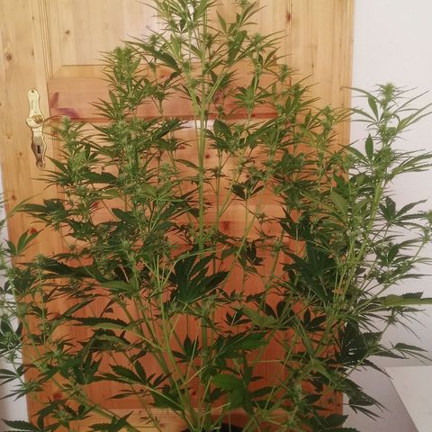 Gelato Auto #1 growlog timeline photo