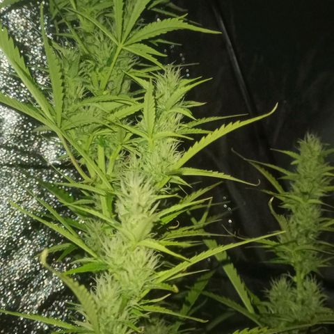Gelato Auto #2 growlog timeline photo
