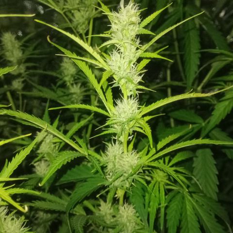 Gelato Auto #2 growlog timeline photo