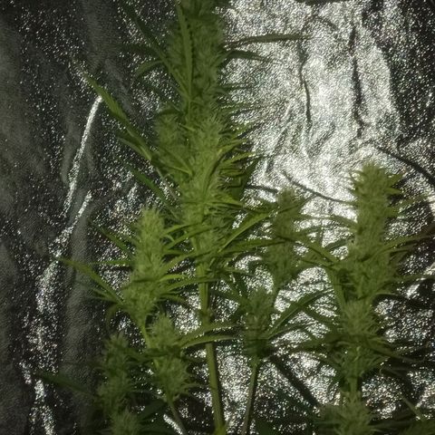 Gelato Auto #2 growlog timeline photo